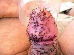 Tying with barbed wire can only withstand a few masochism lovers who are not afraid to often fall into subspace